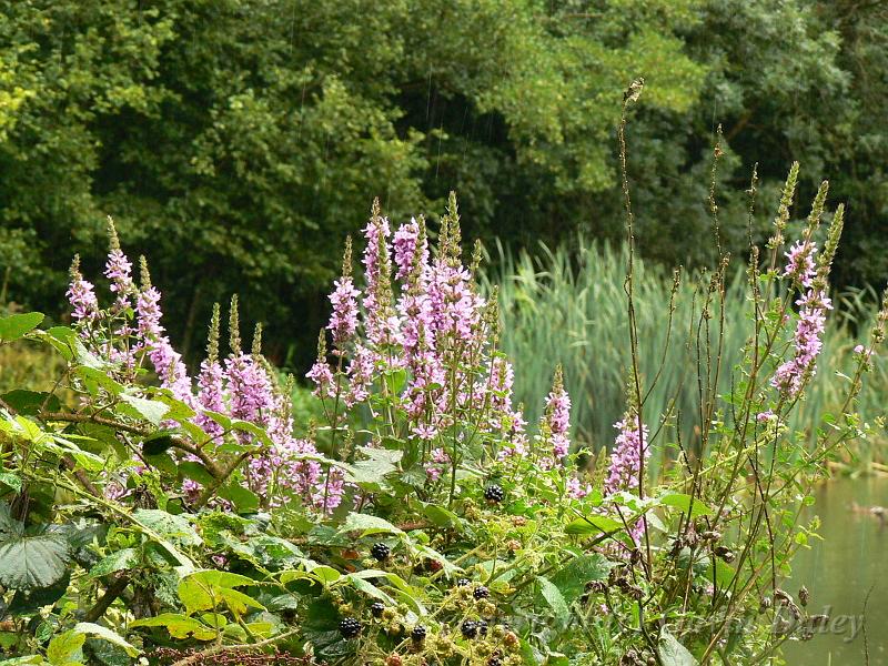 The woods near Sissinghurst Castle P1120862.JPG